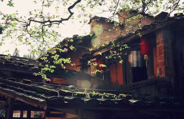 _【闽地传真】刚刚，“福建四美”入围全国50强！_【闽地传真】刚刚，“福建四美”入围全国50强！