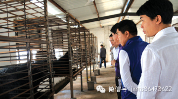 _四川资阳养猪场_资阳养殖业怎么样